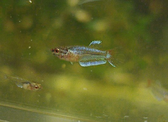 mes ptis blue bf X mg bf en photo !! Bb6a